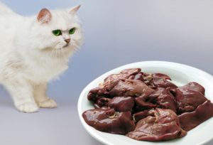 อาหารต้องห้ามสำหรับแมว