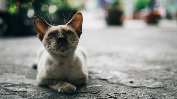 ไข้หวัดแมว ส่งผลให้แมวมีน้ำมูกและอักเสบที่ตา