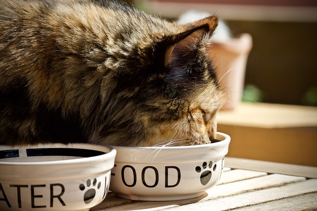 แมวไม่ยอมกินอาหารเม็ด